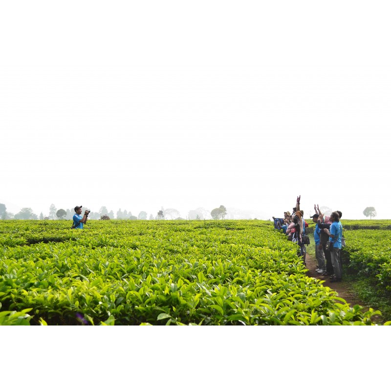 WELCOME to TEA WALK OUTBOUND LEMBANG BANDUNG